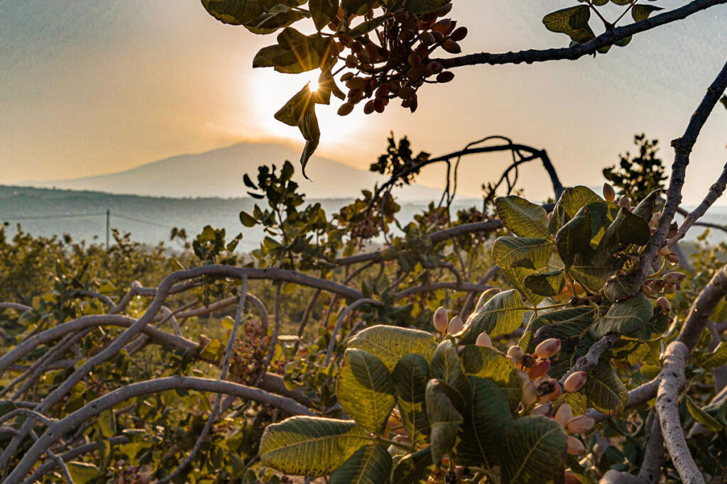 Consorzio del Pistacchio Verde di Bronte DOP