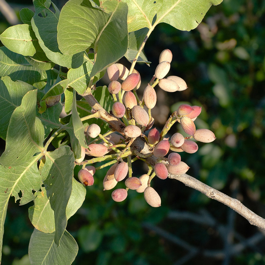 Consorzio del Pistacchio Verde di Bronte DOP