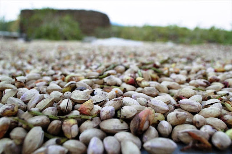 Consorzio del Pistacchio Verde di Bronte DOP